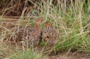 coqui francolin